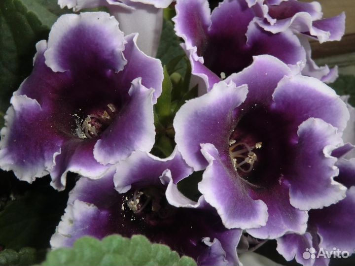 Семена глоксиний смесь