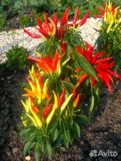 Перец capsicum супер острый многолетний
