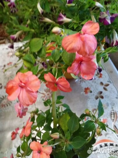 Бальзамин махровый,фикус,сциндапсус золотой