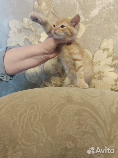 Отдам в добрые руки