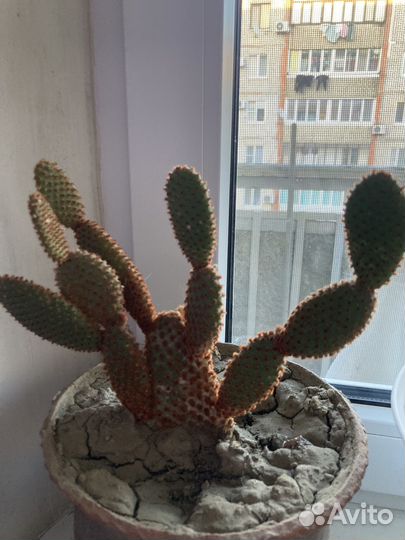 Кактус опунция мелковолосистая