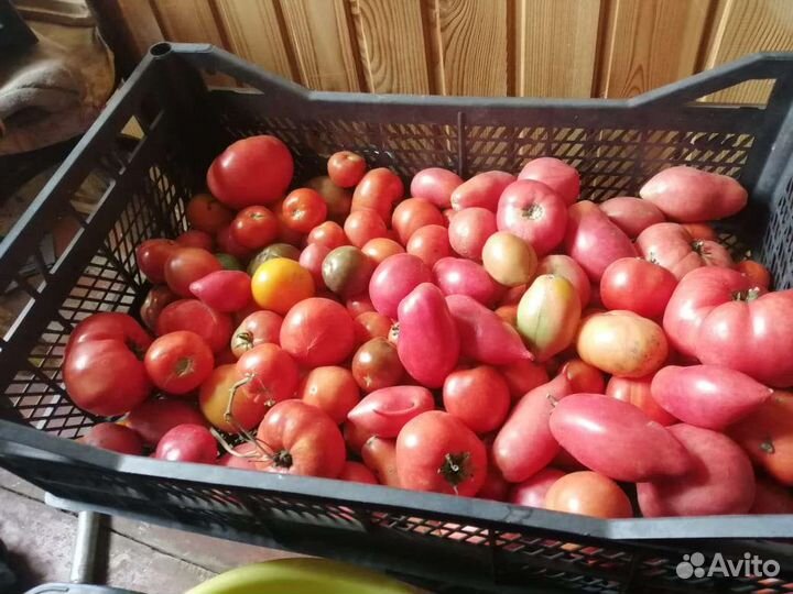 Помидоры свежие домашние