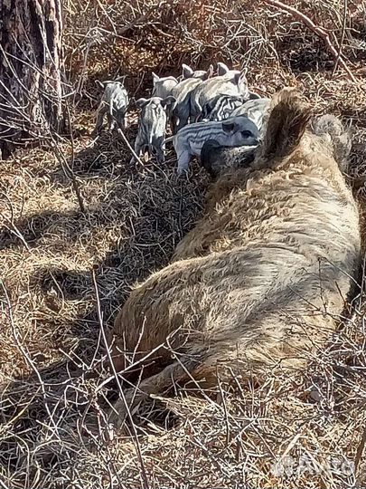 Венгерская мангалица на племя