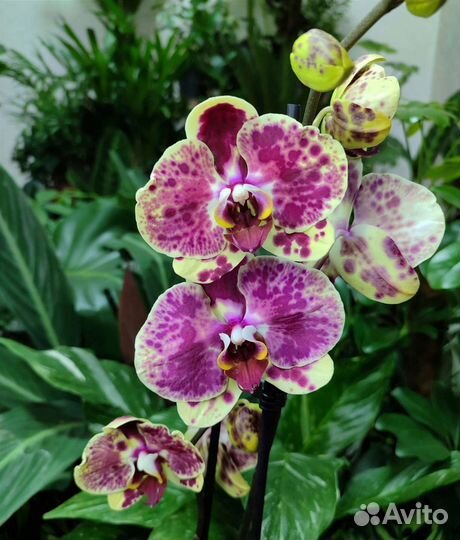 Орхидея фаленопсис Exotic Punch
