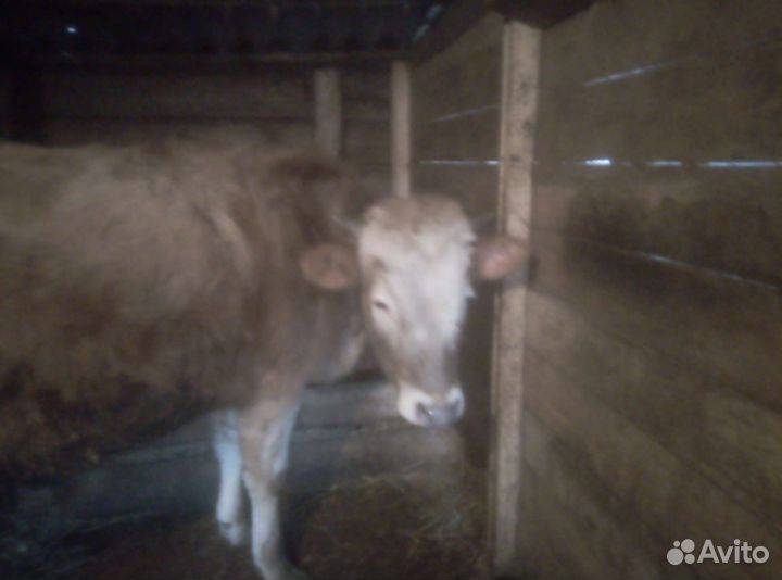 Продаю быка