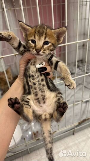 Котята саванна