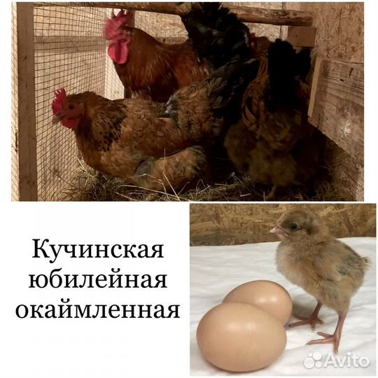 Инкубационное яйцо породных кур