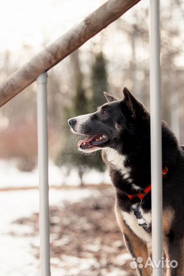 Собака в добрые руки
