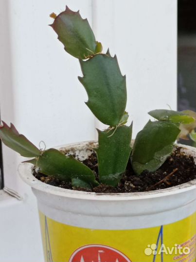 Декабрист оранжевый