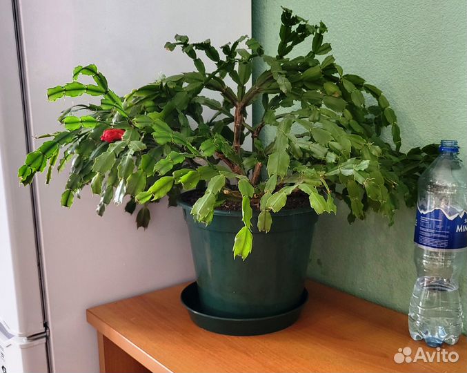 Комнатные растения