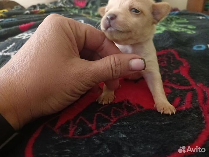 Щенки русский той-терьер