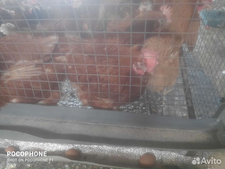 Куры молодки несушки доминант