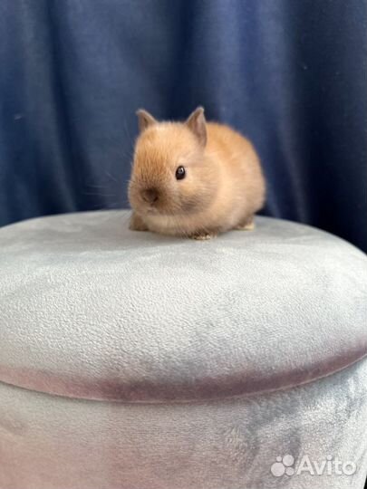 Карликовый кролик