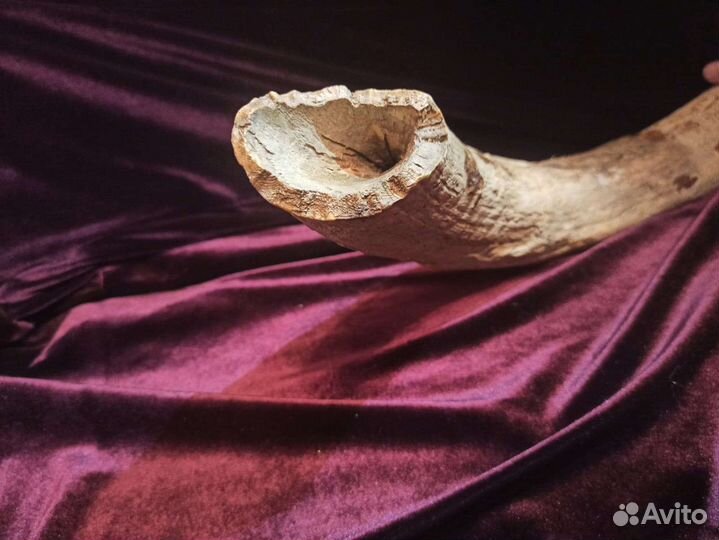 Бивень мамонта раскопки Новгородской области