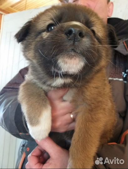 Щенок в ответственные руки бесплатно