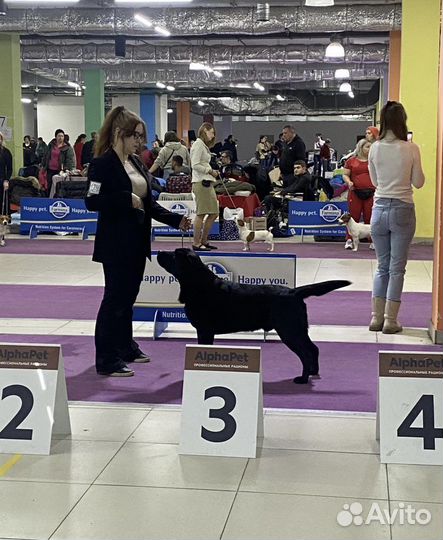 Вязка лабрадор