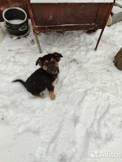 Собаки бесплатно в добрые руки щенки