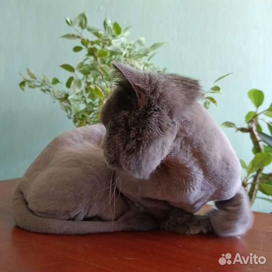 Стрижка кошек