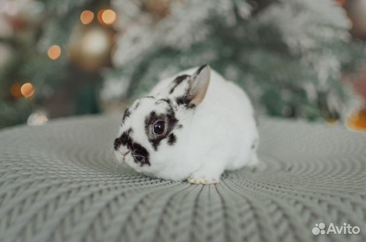 Карликовые рексы(плюшевые )