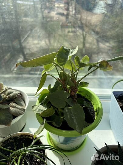 Комнатные цветы