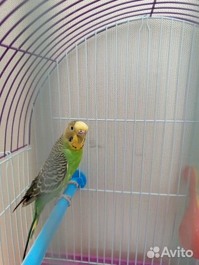 Волнистый попугай с клеткой