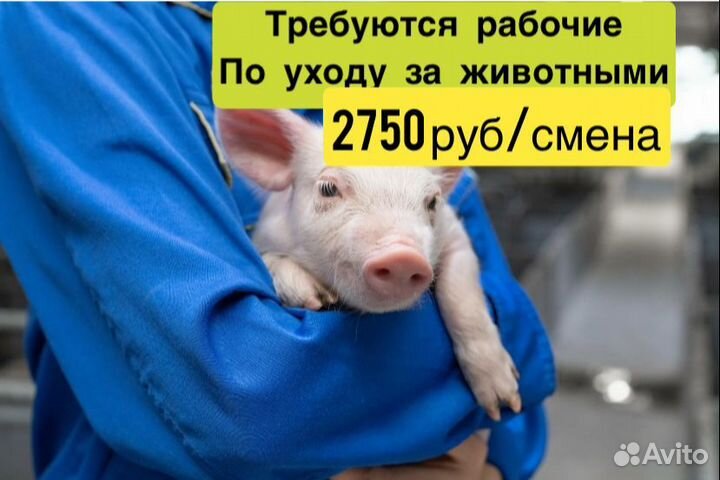 Разнорабочий по уходу за жив. на ферму муж\жен
