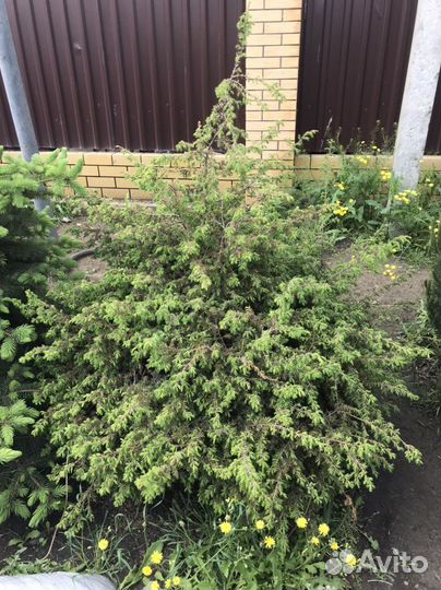 Можжевельник