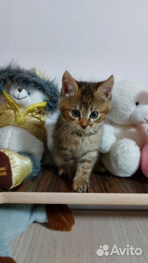 Отдам котят в добрые руки