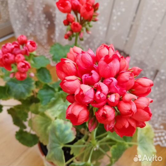 Пеларгония герань сортовая