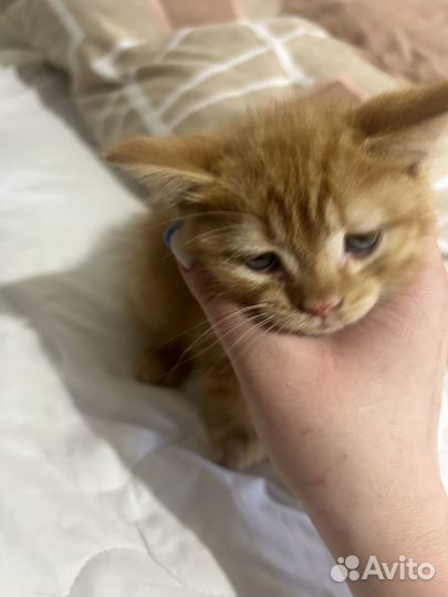 Котенок в добрые руки