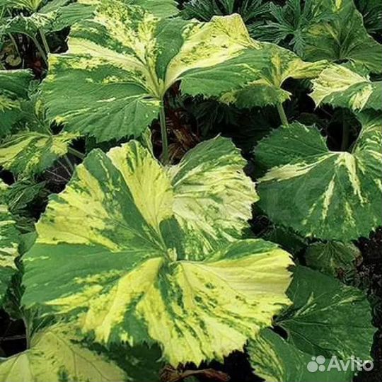 Белокопытник japan variegata