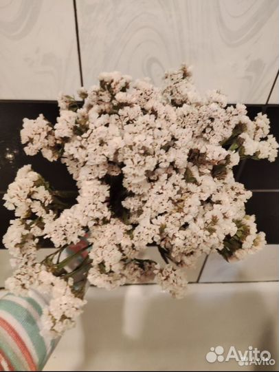 Статица сухоцвет