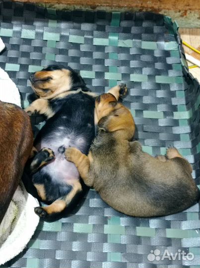 Собаки щенки таксы