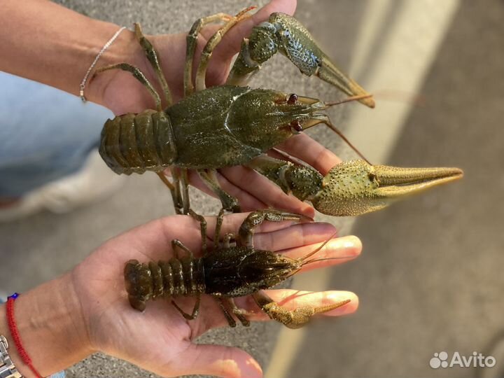 Волжские раки живые, вареные. Доставка