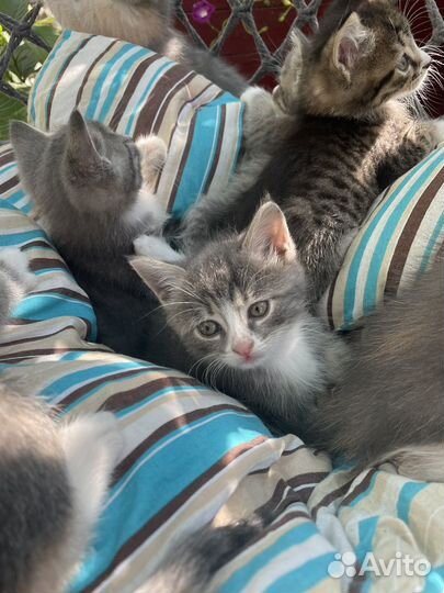 Котята в добрые руки