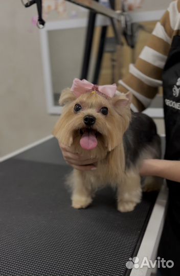 Услуги грумера