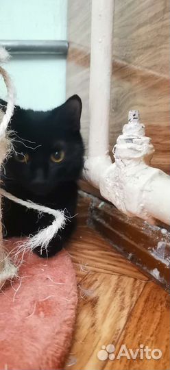 Кошка в дар бесплатно