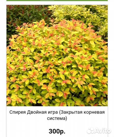 Спирея японская