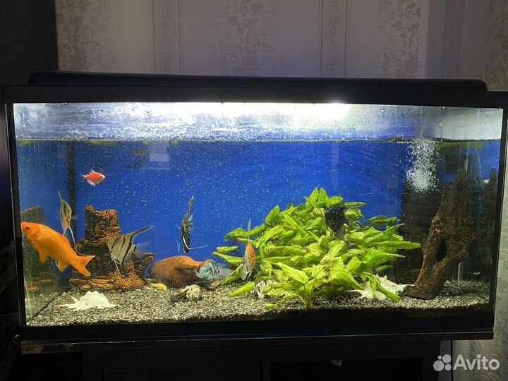 Аквариум 200 л с рыбками и тумбочкой