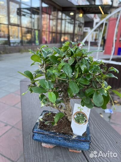 Бонсай -японское дерево