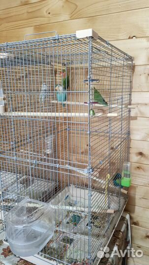 Попугай неразлучники с клеткой