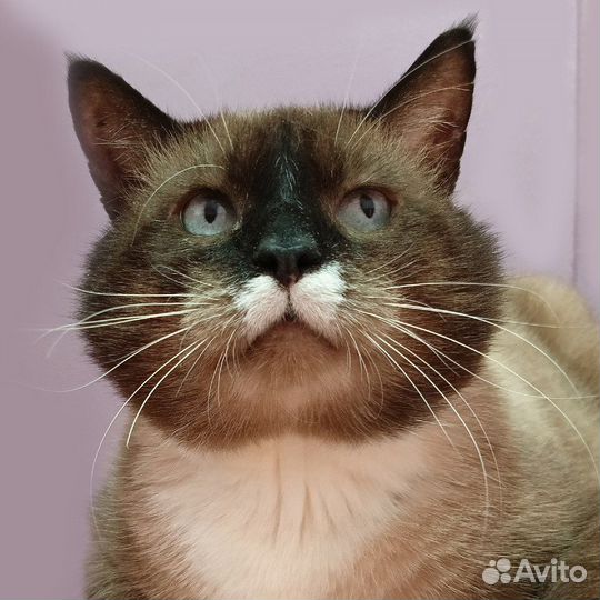 Жерар ищет дом