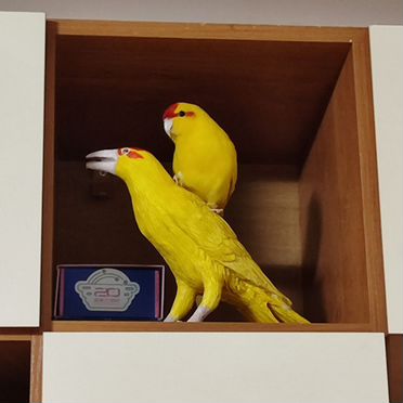 Попугай какарик самец