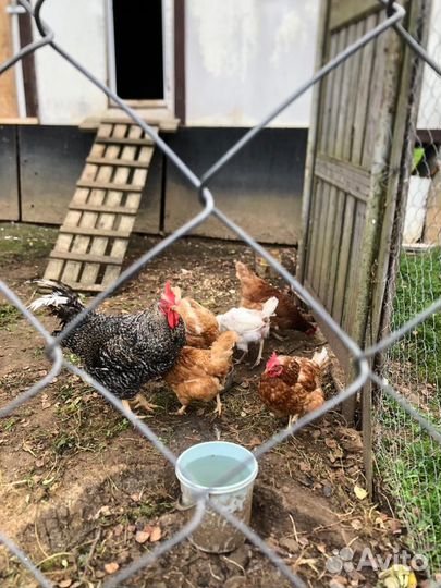 Куры несушки 5 шт + петух в подарок