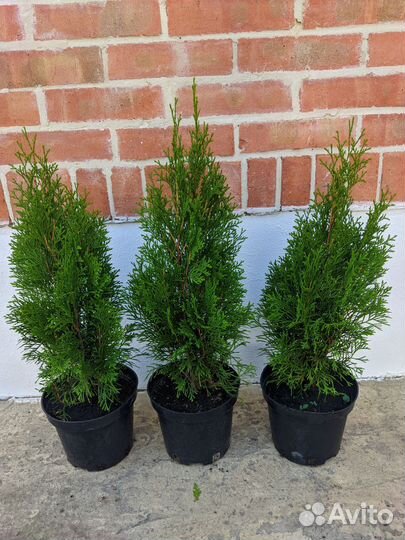 Туя западная смарагд