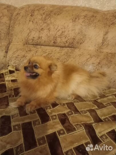 Девочка шпицуля