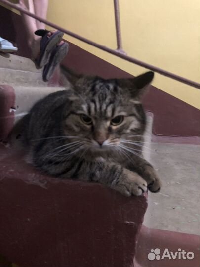 Кошка самец ласковый