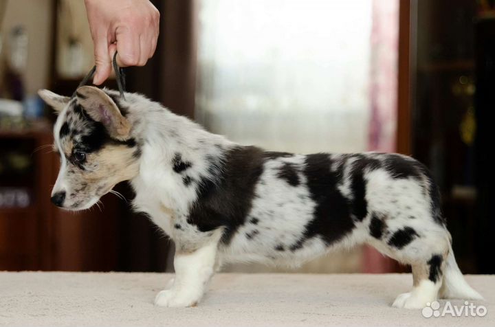 Девочка вельш корги мраморная