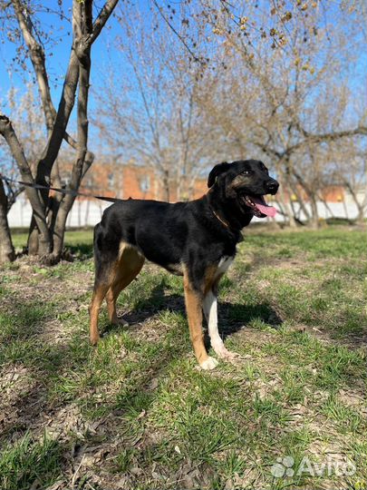 Собаку безжалостно предали и сдали в приют