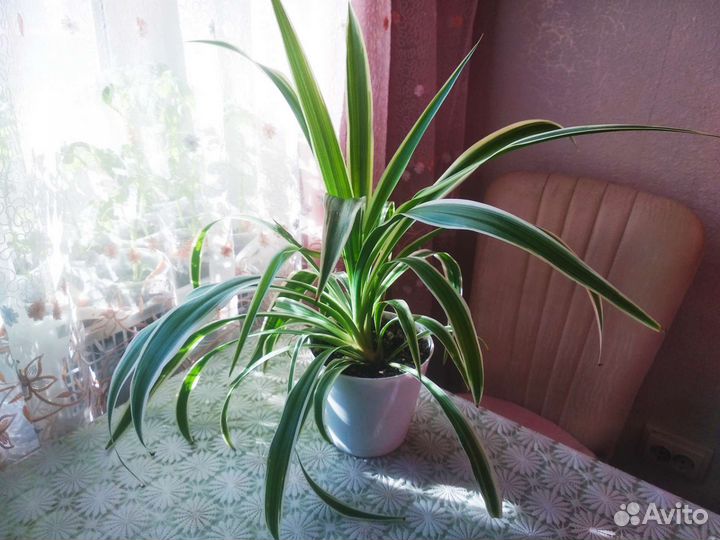 Хлорофитум